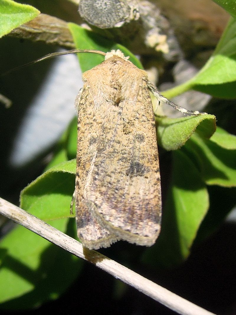 Agrotis cfr. trux, Noctuidae